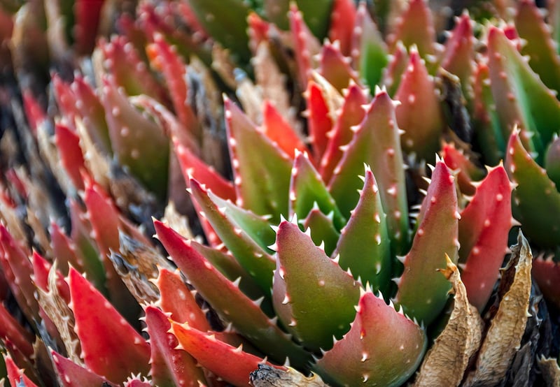 Galaxy-Inspired Succulent Plants